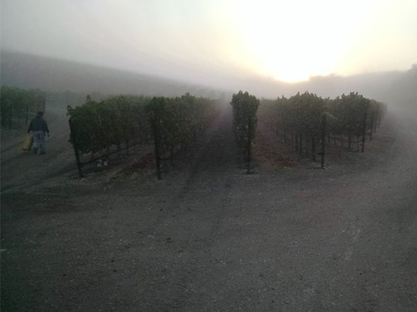 Sanger Vineyard