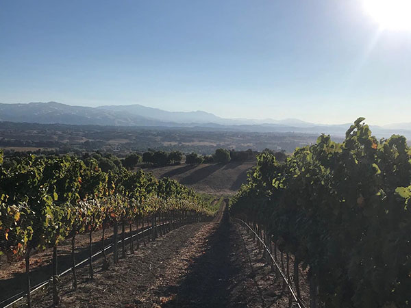 Tierra Alta Vineyards
